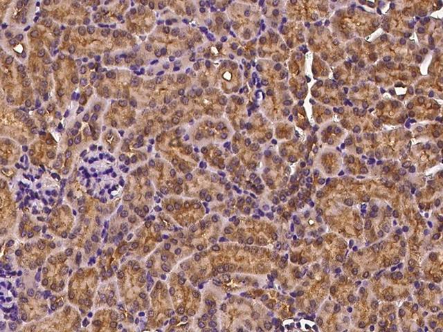 GSK3B / GSK3 Beta Antibody - Immunochemical staining of mouse GSK3B in mouse kidney with rabbit polyclonal antibody at 1:200 dilution, formalin-fixed paraffin embedded sections.