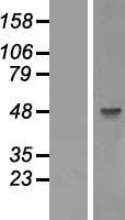 GSK3B / GSK3 Beta Protein - Western validation with an anti-DDK antibody * L: Control HEK293 lysate R: Over-expression lysate