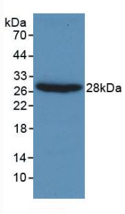 GSN / Gelsolin Antibody - Western Blot; Sample: Recombinant Gelsolin, Human.