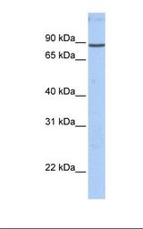 GSN / Gelsolin Antibody - MCF7 cell lysate. Antibody concentration: 1.0 ug/ml. Gel concentration: 12%.  This image was taken for the unconjugated form of this product. Other forms have not been tested.