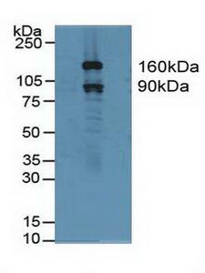 GSN / Gelsolin Antibody - Western Blot; Sample: Human Hela Cells.