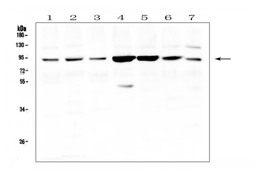 GSN / Gelsolin Antibody - Western blot analysis of Gelsolin/GSN using anti-Gelsolin/GSN antibody. Electrophoresis was performed on a 5-20% SDS-PAGE gel at 70V (Stacking gel) / 90V (Resolving gel) for 2-3 hours. The sample well of each lane was loaded with 50ug of sample under reducing conditions. Lane 1: human Hela whole cell lysate, Lane 2: human THP-1 whole cell lysate, Lane 3: human A549 whole cell lysate, Lane 4: monkey COS-7 whole cell lysate, Lane 5: human Caco-2 whole cell lysate, Lane 6: human K562 whole cell lysate, Lane 7: human HL-60 whole cell lysate. After Electrophoresis, proteins were transferred to a Nitrocellulose membrane at 150mA for 50-90 minutes. Blocked the membrane with 5% Non-fat Milk/ TBS for 1.5 hour at RT. The membrane was incubated with rabbit anti-Gelsolin/GSN antigen affinity purified polyclonal antibody at 0.5 µg/mL overnight at 4°C, then washed with TBS-0.1% Tween 3 times with 5 minutes each and probed with a goat anti-rabbit IgG-HRP secondary antibody at a dilution of 1:10000 for 1.5 hour at RT. The signal is developed using an Enhanced Chemiluminescent detection (ECL) kit with Tanon 5200 system. A specific band was detected for Gelsolin/GSN at approximately 90KD. The expected band size for Gelsolin/GSN is at 86KD.