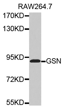 GSN / Gelsolin Antibody - Western blot analysis of extracts of RAW264.7 cell lysate.