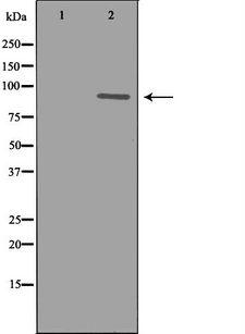 GSN / Gelsolin Antibody - Western blot analysis of extracts of RAW264.7 lysate using GSN antibody. The lane on the left is treated with the antigen-specific peptide.