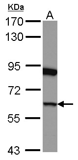 GSPT1 Antibody - Sample (30 ug of whole cell lysate) A: HeLa 7.5% SDS PAGE GSPT1 antibody diluted at 1:1000
