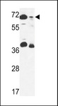 GSPT2 Antibody - ERF3B Antibody western blot of 293 cell line and mouse stomach tissue lysates (35 ug/lane). The ERF3B antibody detected the ERF3B protein (arrow).