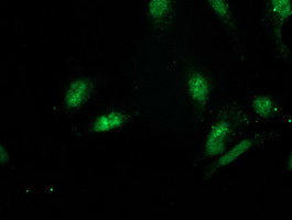 GSPT2 Antibody - Immunofluorescent staining of HeLa cells using anti-GSPT2 mouse monoclonal antibody.