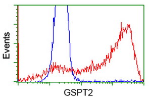 GSPT2 Antibody - HEK293T cells transfected with either overexpress plasmid (Red) or empty vector control plasmid (Blue) were immunostained by anti-GSPT2 antibody, and then analyzed by flow cytometry.