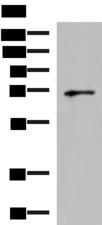 GSPT2 Antibody - Western blot analysis of PC3 cell lysate  using GSPT2 Polyclonal Antibody at dilution of 1:600