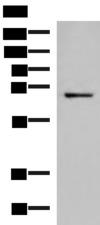 GSPT2 Antibody - Western blot analysis of 231 cell lysate  using GSPT2 Polyclonal Antibody at dilution of 1:650