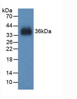 GSR / Glutathione Reductase Antibody - Western Blot; Sample: Recombinant GR, Mouse.