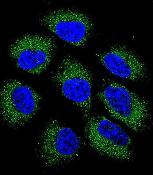 GSR / Glutathione Reductase Antibody - Confocal immunofluorescence of GSR Antibody with NCI-H460 cell followed by Alexa Fluor 488-conjugated goat anti-rabbit lgG (green). DAPI was used to stain the cell nuclear (blue).