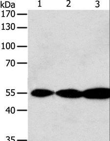 GSR / Glutathione Reductase Antibody - Western blot analysis of Jurkat, HeLa and A549 cell, using GSR Polyclonal Antibody at dilution of 1:750.
