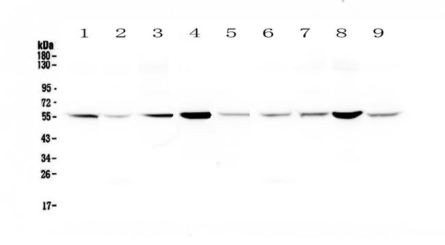 GSR / Glutathione Reductase Antibody - Western blot - Anti-Glutathione Reductase Picoband antibody