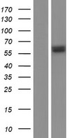GSR / Glutathione Reductase Protein - Western validation with an anti-DDK antibody * L: Control HEK293 lysate R: Over-expression lysate