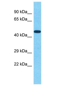 GSS / Glutathione Synthetase Antibody - GSS / Glutathione Synthetase antibody Western Blot of U937. Antibody dilution: 1 ug/ml.  This image was taken for the unconjugated form of this product. Other forms have not been tested.