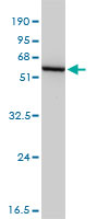 GSS / Glutathione Synthetase Antibody - GSS monoclonal antibody (M03), clone 4B6-2C7. Western blot of GSS expression in NSO.