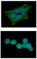 GSS / Glutathione Synthetase Antibody - ICC/IF analysis of GSS in HeLa cells line, stained with DAPI (Blue) for nucleus staining and monoclonal anti-human GSS antibody (1:100) with goat anti-mouse IgG-Alexa fluor 488 conjugate (Green).ICC/IF analysis of GSS in Jurkat cells line, stained with DAPI (Blue) for nucleus staining and monoclonal anti-human GSS antibody (1:100) with goat anti-mouse IgG-Alexa fluor 488 conjugate (Green).