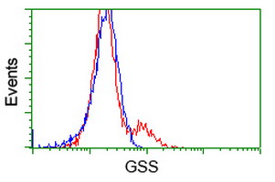 GSS / Glutathione Synthetase Antibody - HEK293T cells transfected with either overexpress plasmid (Red) or empty vector control plasmid (Blue) were immunostained by anti-GSS antibody, and then analyzed by flow cytometry.