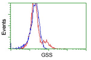 GSS / Glutathione Synthetase Antibody - HEK293T cells transfected with either overexpress plasmid (Red) or empty vector control plasmid (Blue) were immunostained by anti-GSS antibody, and then analyzed by flow cytometry.