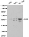 GSS / Glutathione Synthetase Antibody - Western blot of GSS pAb in extracts from 293T, Hela and HT-1080 cells.
