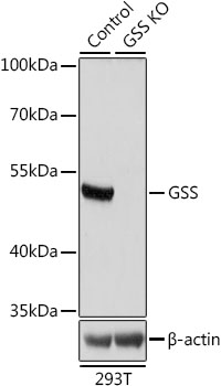 GSS / Glutathione Synthetase Antibody - Western blot analysis of extracts from normal (control) and GSS knockout (KO) 293T cells, using GSS antibody at 1:1000 dilution. The secondary antibody used was an HRP Goat Anti-Rabbit IgG (H+L) at 1:10000 dilution. Lysates were loaded 25ug per lane and 3% nonfat dry milk in TBST was used for blocking. An ECL Kit was used for detection and the exposure time was 5s.