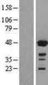 GSS / Glutathione Synthetase Protein - Western validation with an anti-DDK antibody * L: Control HEK293 lysate R: Over-expression lysate