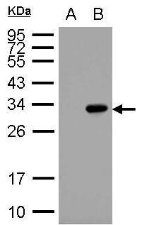 GST / Glutathione S-Transferase Antibody - Detection of GST-tagged protein in E. coli lysate