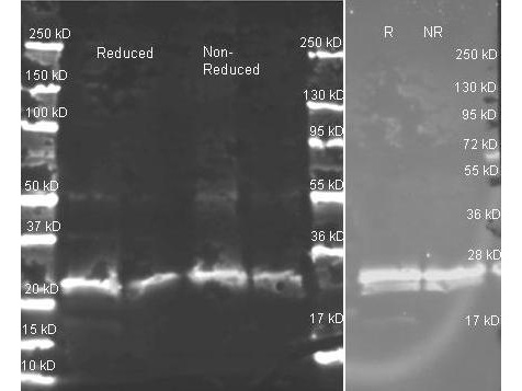 GST / Glutathione S-Transferase Antibody - Anti-GST Polyclonal Antibody-Western blot. Goat anti-GST antibody ( was used to detect GST under reducing and non-reducing conditions. Reduced samples of purified GST contained 4% BME and were boiled for 5 minutes. For blot on the left, samples of ~1 and 0.25 ug of protein per lane were run by SDS-PAGE. Protein was transferred to nitrocellulose and probed with Goat anti-GST (1:5K in MB-0070, ON 4 C). Primary antibody was detected with Dylight 649 conjugated Donkey anti-Goat (1:10K 1.5 hr RT in MB-070) and imaged on the BioRad VersaDoc imaging system. Blot on right shows a repeat western blot with the same samples (~1 ug per lane, reduced (R) and non-reduced (NR) probed 1:1000 dilution of primary antibody and detection using Dylight 549 conjugated Donkey anti-goat (1:10K 1.5 hr RT in MB-070). This image was taken for the unconjugated form of this product. Other forms have not been tested.