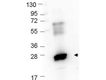 GST / Glutathione S-Transferase Antibody - Western blot showing detection of recombinant GST protein (0.25 µg) in lane 2. MW markers are in lane 1. Protein was run on a 4-20% gel, then transferred to 0.45 µm nitrocellulose. After blocking with 1% BSA-TTBS overnight at 4°C, primary antibody was used at 1:1000 at room temperature for 30 min. HRP-conjugated Goat-Anti-Rabbit secondary antibody was used at 1:40,000 in MB-070 blocking buffer and