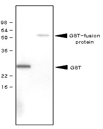 GST / Glutathione S-Transferase Antibody - Recombinant GST (28kD) and GST-fusion protein (61kD) were resolved by SDS-PAGE, transferred to PVDF membrane and probed with anti-GST antibody (1:1000). Proteins were visualized using a goat anti-mouse secondary antibody conjugated to HRP and an ECL detection system. Arrows indicate GST and GST-fusion proteins(20ng).