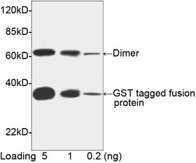 GST / Glutathione S-Transferase Antibody - Western blot of GST-tagged fusion protein using THETM GST Antibody [Biotin], mAb, Mouse (THETM GST Antibody [Biotin], mAb, Mouse, 1 ug/ml) The signal was developed with Streptavidin-HRP and LumiSensor HRP Substrate Kit. Predicted Size: 31 kD Observed Size: 31 kD This image was taken for the unconjugated form of this product. Other forms have not been tested.