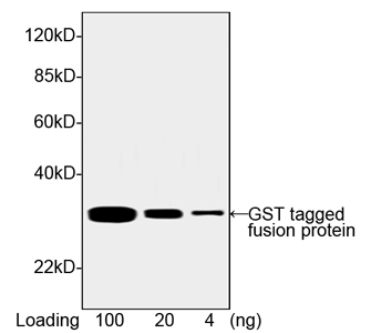 GST / Glutathione S-Transferase Antibody - Western blot of GST-tagged fusion protein using THETM GST Antibody, mAb, Mouse (THETM GST Antibody, mAb, Mouse, 1 ug/ml) The signal was developed with One-Step Western Basic Kit Predicted Size: 26 kD Observed Size: 26 kD