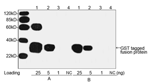 GST / Glutathione S-Transferase Antibody - Western blot of GST-tagged fusion protein using THETM GST Antibody, mAb, Mouse (THETM GST Antibody, mAb, Mouse A: 1 ug/ml, B: 0.1 ug/ml) Lane 1-3: GST tagged fusion protein Lane 4: E. coli cell lysate The signal was developed with One-Step Western Basic Kit. Predicted Size: 26 kD Observed Size: 26 kD