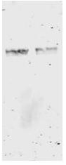 GST / Glutathione S-Transferase Antibody - Western blot of anti-GST antibody. Lane 1: GST recombinant protein. Lane 2: lysate of HeLa cells expressing recombinant GST protein. Load: 0.1 ug per lane. Primary antibody: GST antibody at 1.0g/ml for 1 h at room temperature. Secondary antibody: IRDye800 goat anti-mouse secondary antibody at 1:5000 for 45 min at RT. Block: 5% BLOTTO overnight at 4C. Other band(s): none.