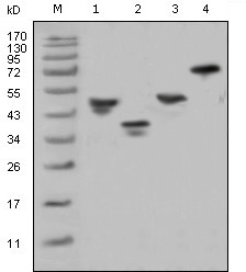 GST / Glutathione S-Transferase Antibody - Western blot using GST mouse monoclonal antibody against various fusion protein with GST tag.