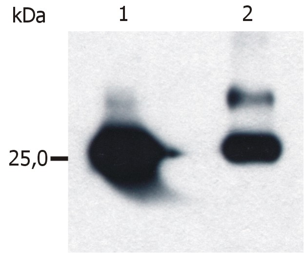 GST / Glutathione S-Transferase Antibody - Isolation of Glutathione-S-Transferase (GST) overexpressed in E. coli.  Western blot was immunostained by anti-GST (S-tag-05).  Lane 1: affinity purification of GST from bacterial cell lysate using commercial sorbent Glutathione-Sepharose  Lane 2: affinity purification of GST from bacterial cell lysate using immunosorbent prepared from anti-GST (S-tag-02)
