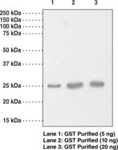 GST / Glutathione S-Transferase Antibody - Western blot of GST antibody.