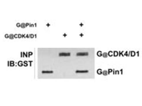 GST / Glutathione S-Transferase Antibody - Anti-GST Antibody - Western Blot. anti-GST polyclonal antibody in western blot shows detection of recombinant GST (indicated by band at ~28 kD). The SDS-PAGE contained approximately 0.2 ug of rGST loaded on to a 4-20% gradient gel for separation. After electrophoresis, the gel was transferred to nitrocellulose and blocked with "Blocking Buffer for Fluorescent Western Blot" MB-070 in TBS for 1h at RT. The membrane was probed with anti-GST antibody at a 1:2000 dilution in blocking reagent, overnight at 4C. For detection DyLight800 conjugated Donkey-a-Goat IgG (p/n was used at a 1:20000 dilution (in blocking reagent) for 30 min at 25? C. Fluorescent data was collected on a LICOR Odyssey instrument.