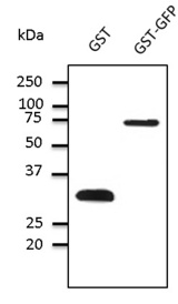GST / Glutathione S-Transferase Antibody - Western blot. Anti-GST antibody at 1:1000 dilution. 50 ng of protein per lane. Rabbit polyclonal to goat IgG (HRP) at 1:10000 dilution.
