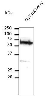 GST / Glutathione S-Transferase Antibody - Western blot. Anti-GST antibody at 2000 dilution. Rabbit polyclonal to goat IgG (HRP) at 1:10000 dilution.
