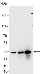 GST / Glutathione S-Transferase Antibody - Detection of GST-tagged fusion protein in 0.1, 0.3, and 1.0ug of 293 cell lysate. Diluted to 1:15,000.