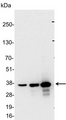 GST / Glutathione S-Transferase Antibody - Detection of GST-tagged fusion protein in 0.1, 0.3, and 1.0ug of 293 cell lysate. Diluted to 1:15,000.