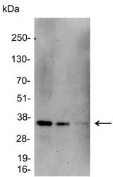 GST / Glutathione S-Transferase Antibody - Detection of GST-tagged fusion protein in 1.0, 0.3, and 0.1ug of 293 cell lysate with Glutathione-S-Transferase (GST) HRP diluted 1:5,000.