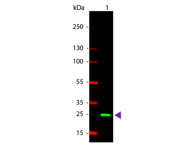 GST / Glutathione S-Transferase Antibody - Western Blot of Rabbit anti-GST Rhodamine Conjugated Antibody. Lane 1: GST. Lane 2: None. Load: 50 ng per lane. Primary antibody: None. Secondary antibody: Rhodamine rabbit secondary antibody at 1:1000 for 60 min at RT. Block: MB-070 for 30 min at RT. Predicted/Observed size: 28 kDa, 28 kDa for GST. Other band(s): None. This image was taken for the unconjugated form of this product. Other forms have not been tested.