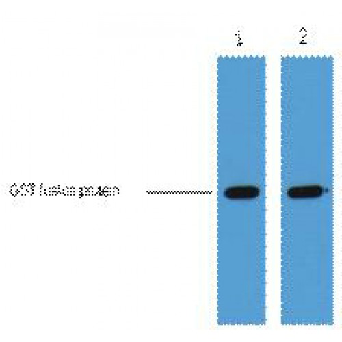 GST Tag Antibody - Western blot of GST-Tag antibody