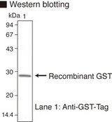 GST Tag Antibody