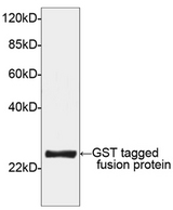 GST Tag Antibody - Western blot of GST-tagged fusion protein using GST-tag Antibody [HRP], pAb, Rabbit (GST-tag Antibody [HRP], pAb, Rabbit, 1 ug/ml) The signal was developed with DAB substrate (AMRESCO). Predicted Size: 26 kD Observed Size: 26 kD This image was taken for the unconjugated form of this product. Other forms have not been tested.