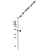 GST Tag Antibody - Western blot of lysate from 12 tag recombinant protein, using GST Tag Antibody. Antibody was diluted at 1:1000. A goat anti-mouse IgG H&L (HRP) at 1:3000 dilution was used as the secondary antibody. Lysate at 35ug.