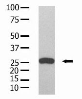 GST Tag Antibody - The anti-GST antibody is used in Western blot to detect GST recombinant protein purified from bacterial lysate.
